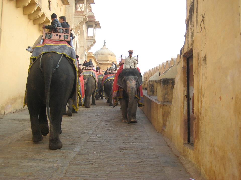 Elephants at Amber Fort