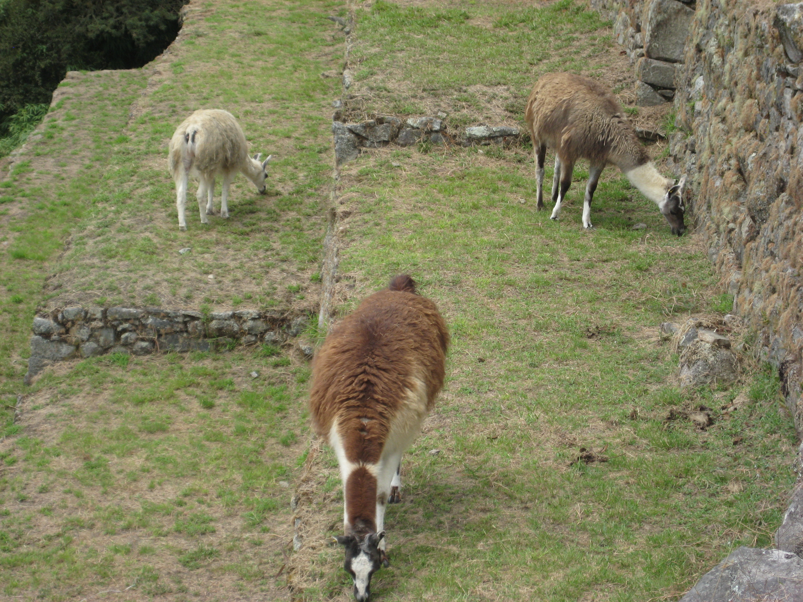 Llamas