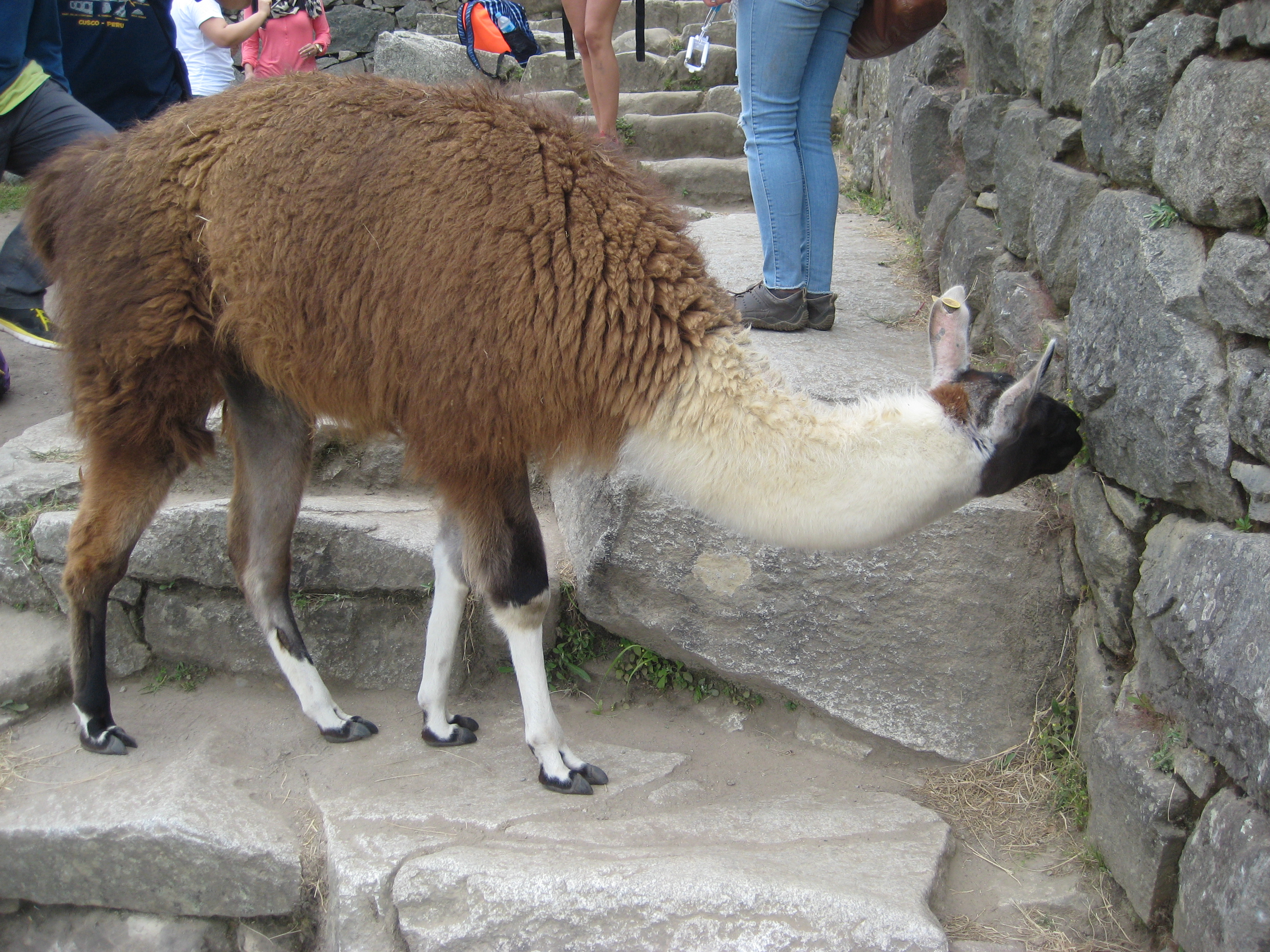 Llama