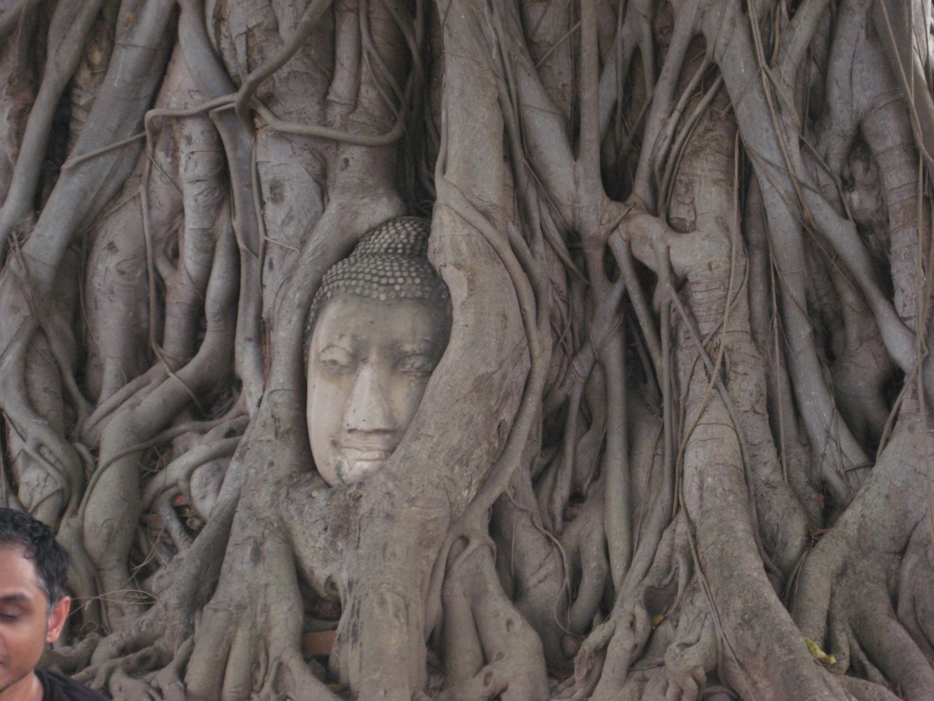 Buddha in tree